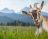 Even dashain becomes unfortunate, when you are a goat.